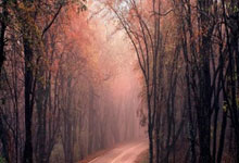 加拿大力量绽放：王曼丽斯闪耀体操女子全能赛场，银牌荣耀铸就新传奇